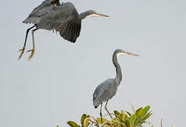 Western Reef Heron