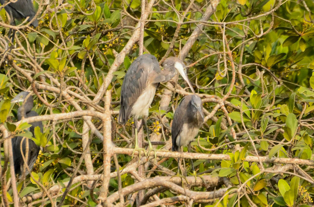 Western Reef Heron