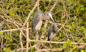 Aigrette des récifs