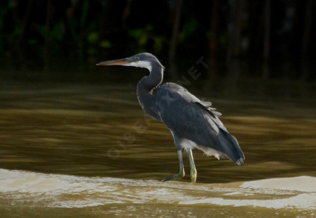 Western Reef Heronadult