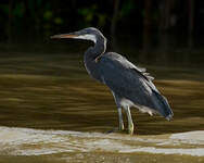 Aigrette des récifs