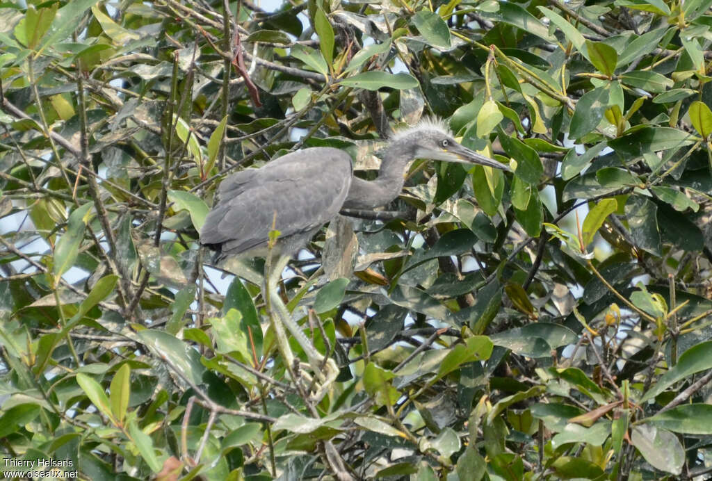 Western Reef HeronPoussin, identification