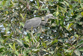 Aigrette des récifs