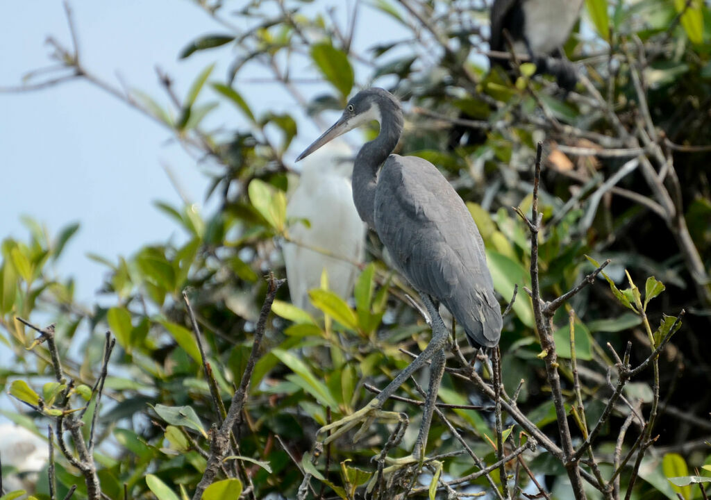 Western Reef Heron