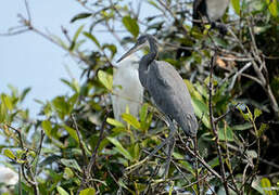 Western Reef Heron