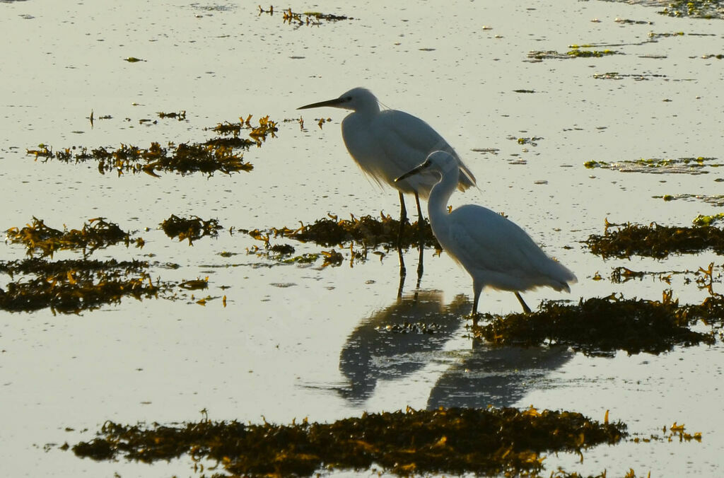 Aigrette garzetteadulte