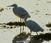 Aigrette garzette