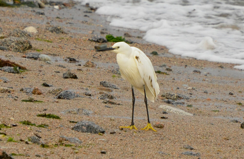 Aigrette garzette