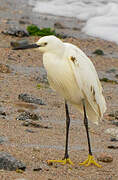 Little Egret