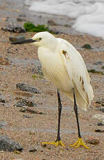 Aigrette garzette