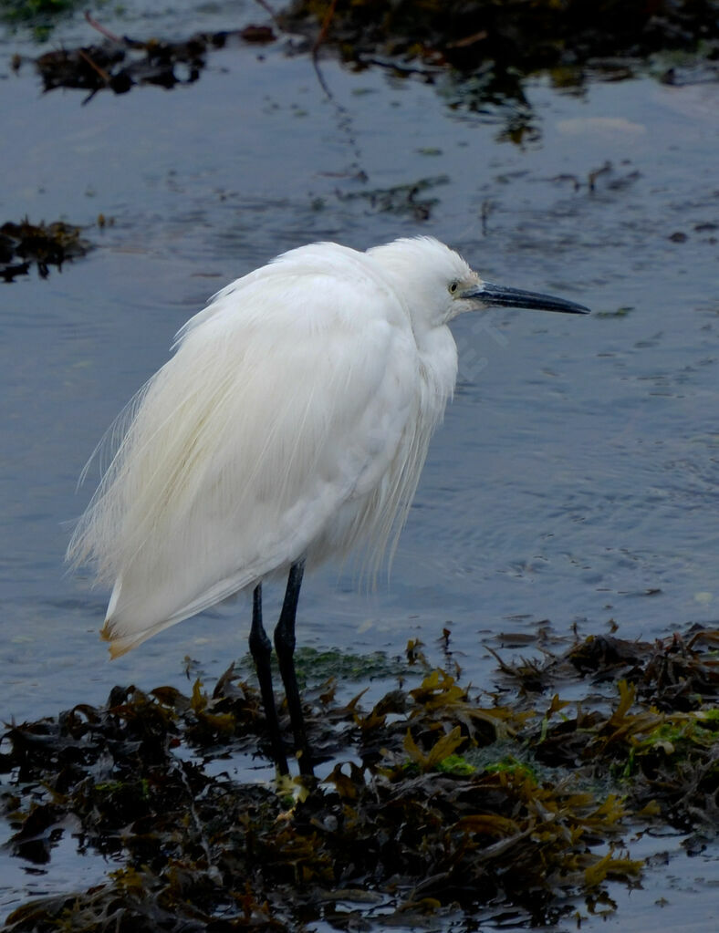 Aigrette garzetteadulte