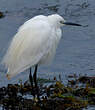 Aigrette garzette