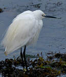 Aigrette garzette