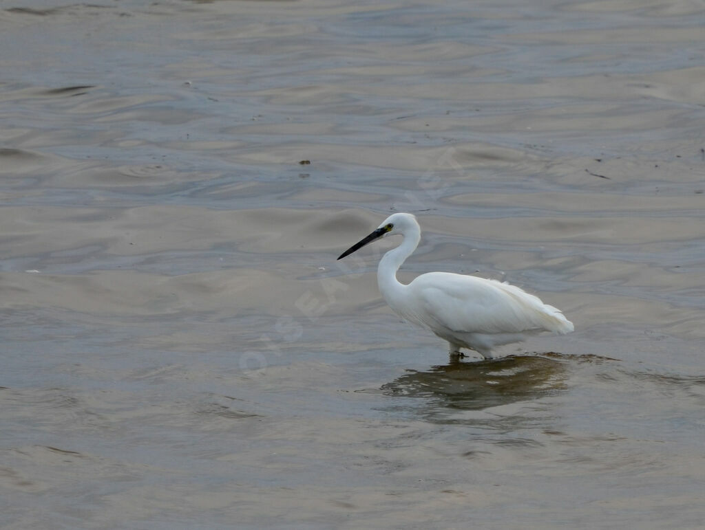 Aigrette garzette