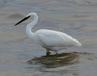 Aigrette garzette