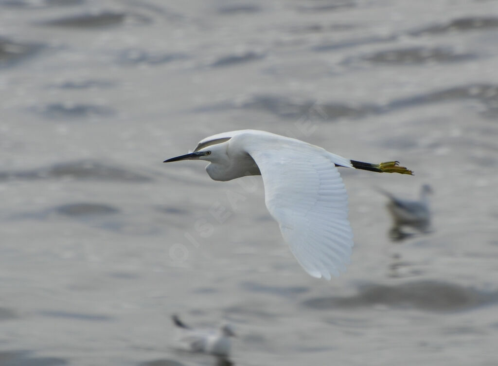 Little Egret, Flight