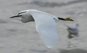 Aigrette garzette