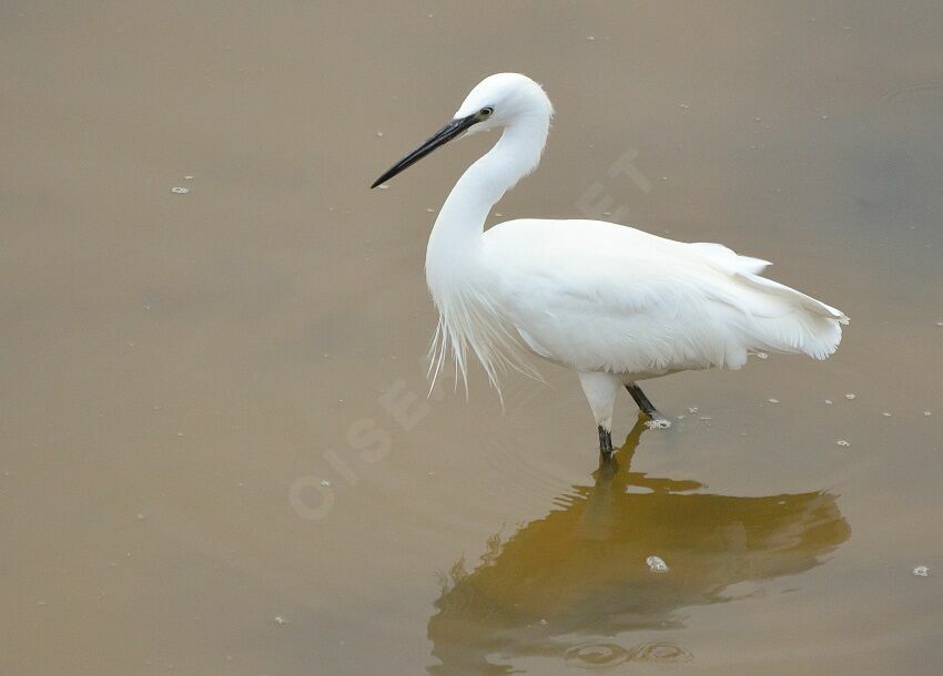 Aigrette garzette