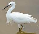 Aigrette garzette