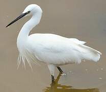 Little Egret