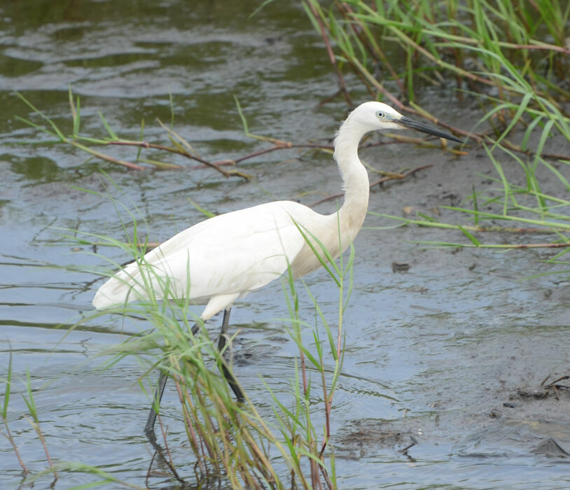 Aigrette garzetteadulte