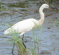 Little Egret