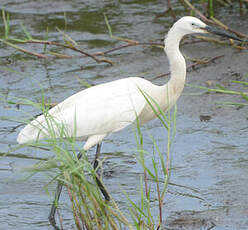 Aigrette garzette