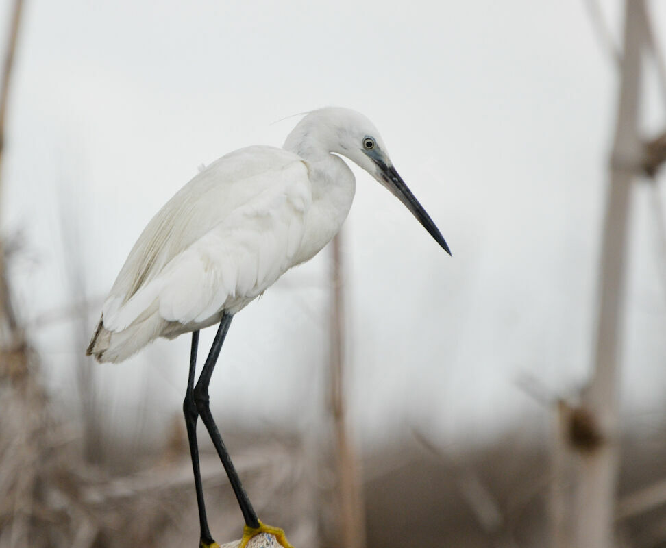 Little Egretadult, identification