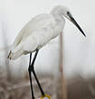 Aigrette garzette