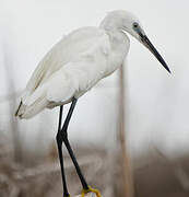 Little Egret