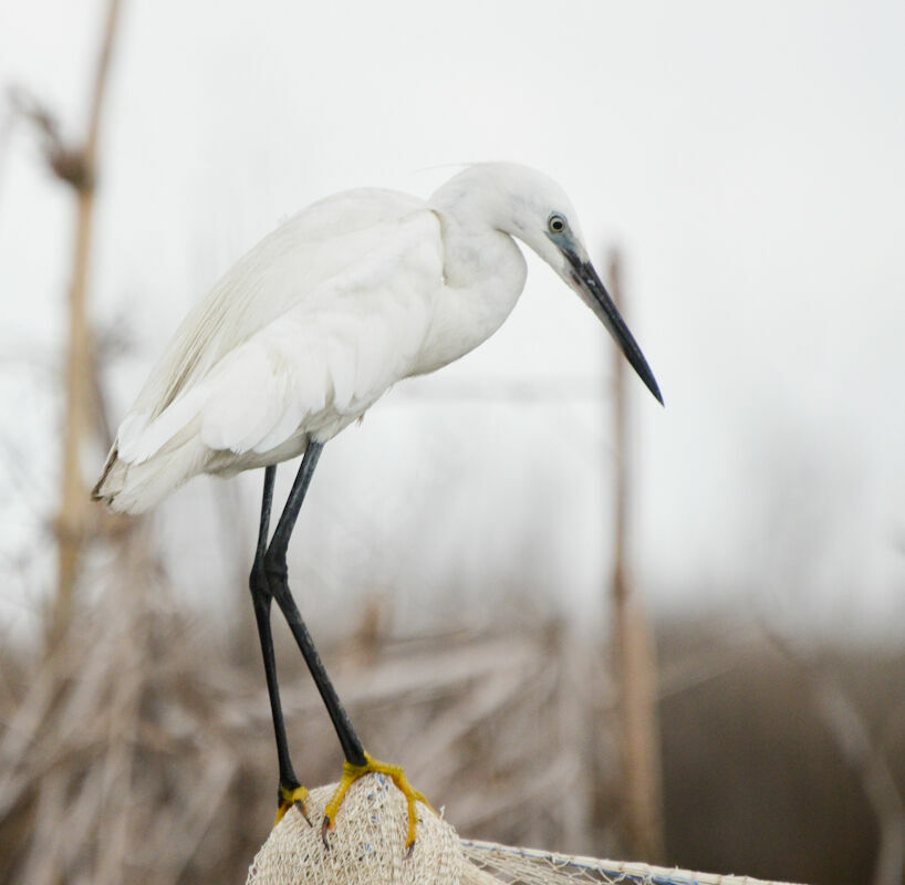 Little Egretadult, identification