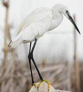 Aigrette garzette