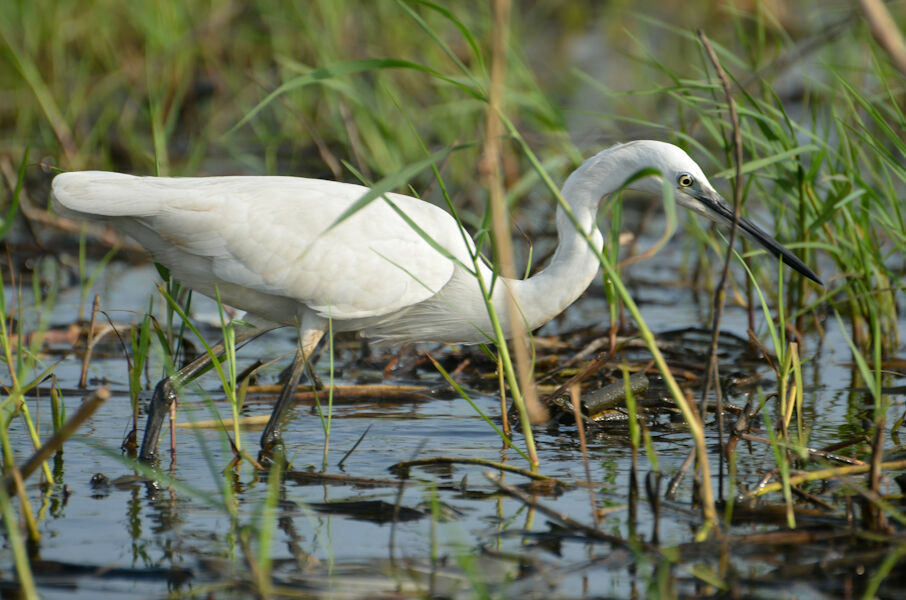 Little Egret