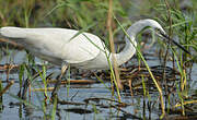 Aigrette garzette