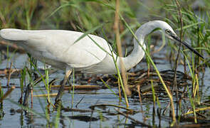 Little Egret