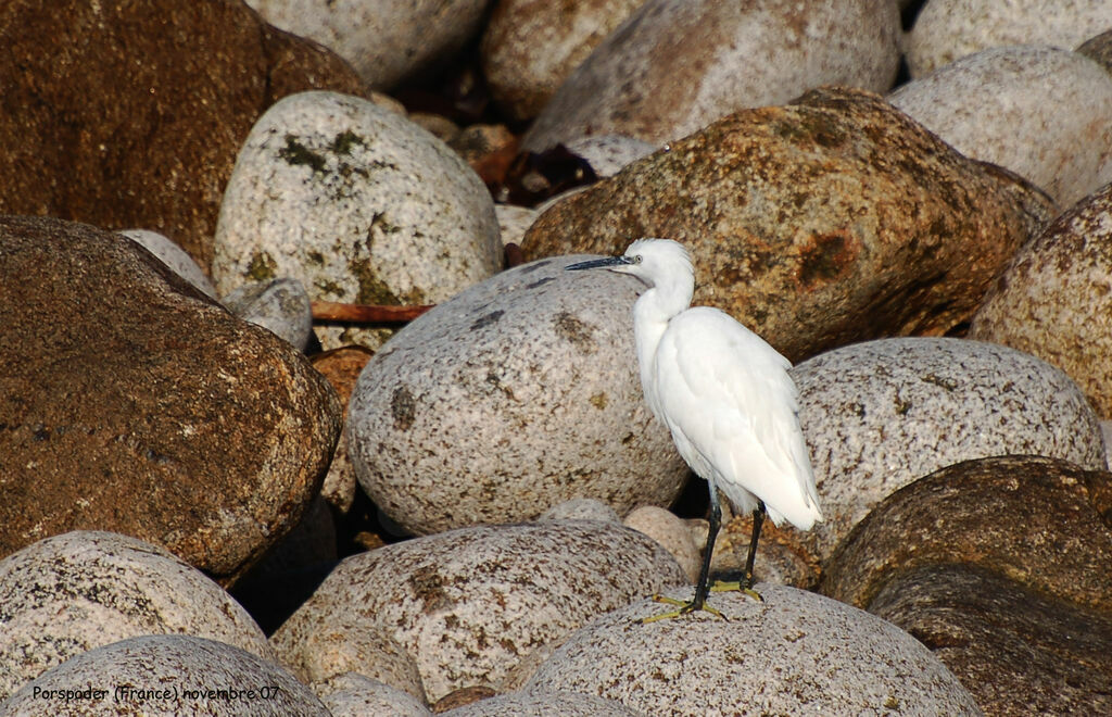 Little Egret