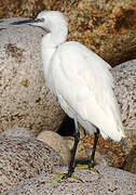 Little Egret