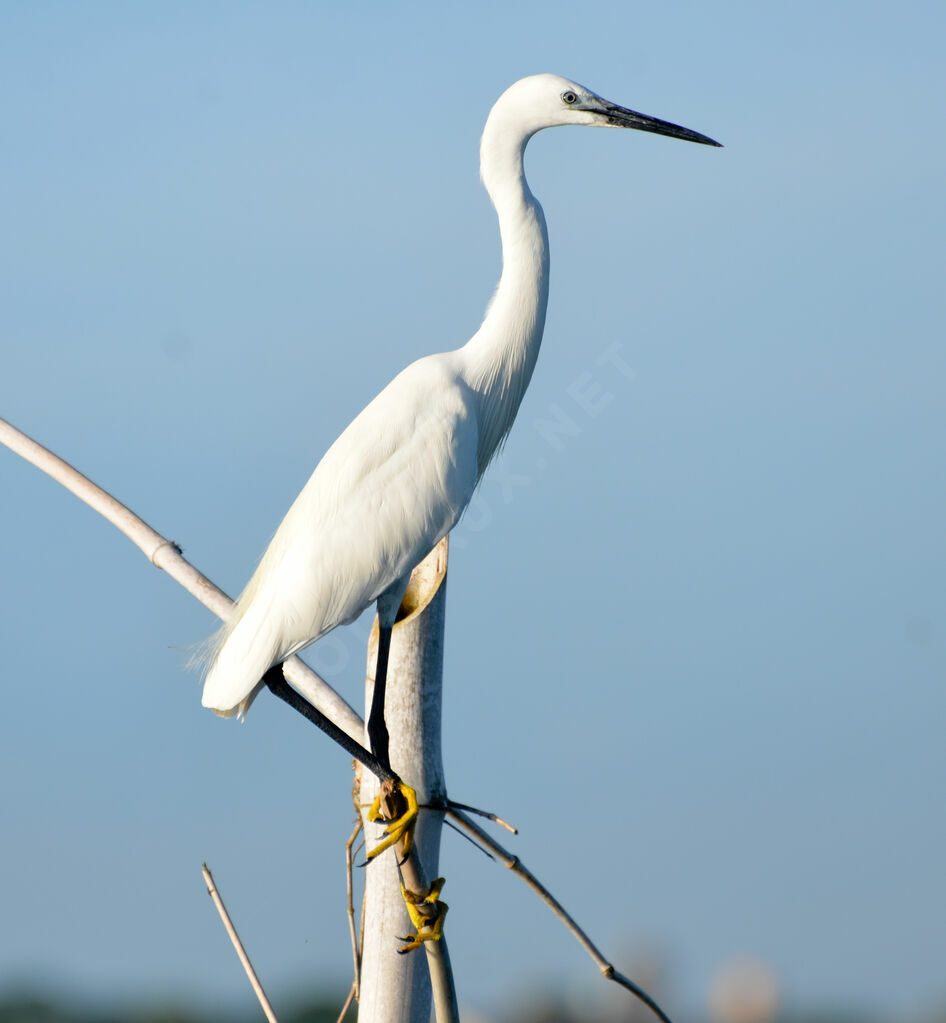 Aigrette garzette