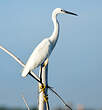 Aigrette garzette