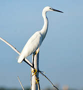 Aigrette garzette