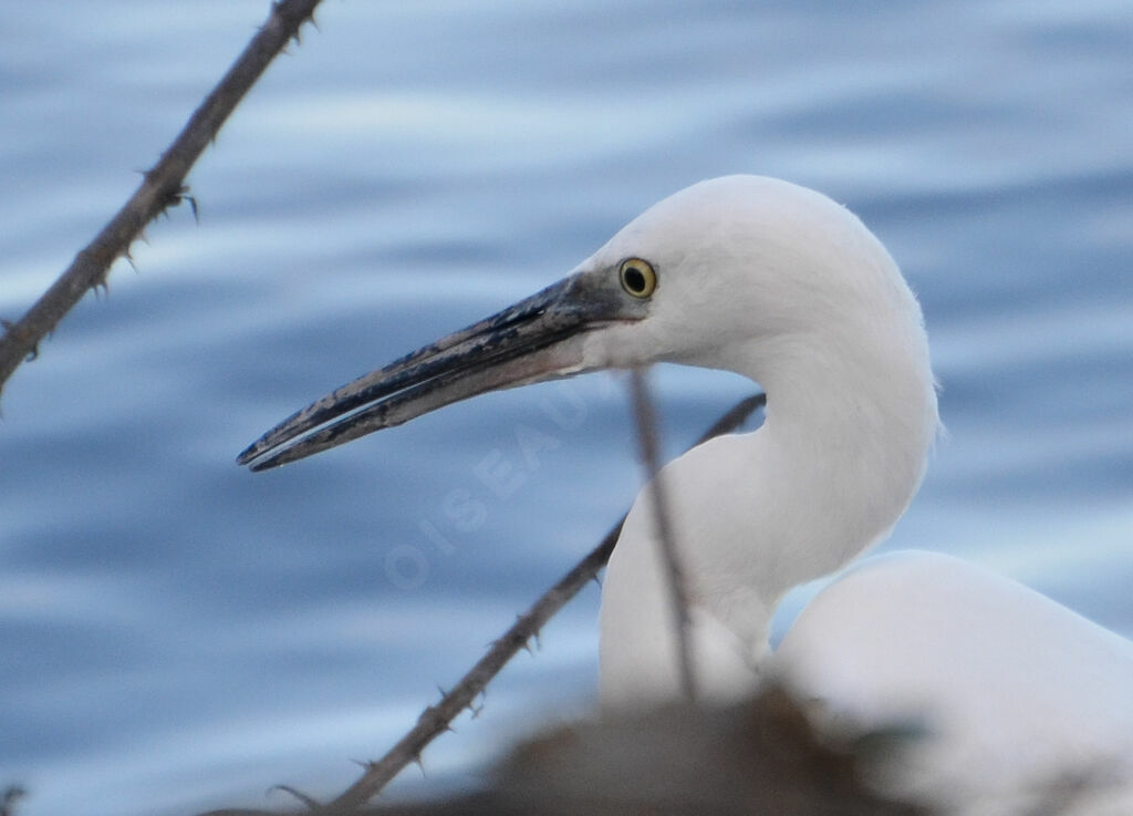 Little Egret