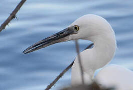 Aigrette garzette