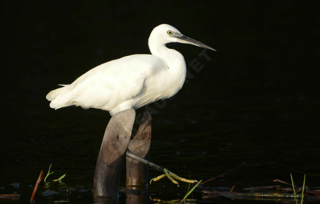 Aigrette garzetteadulte