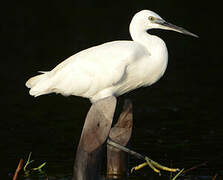 Little Egret