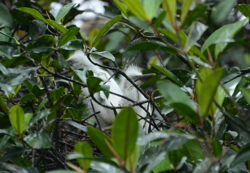 Aigrette garzettePoussin