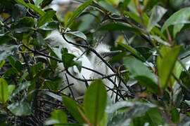 Little Egret