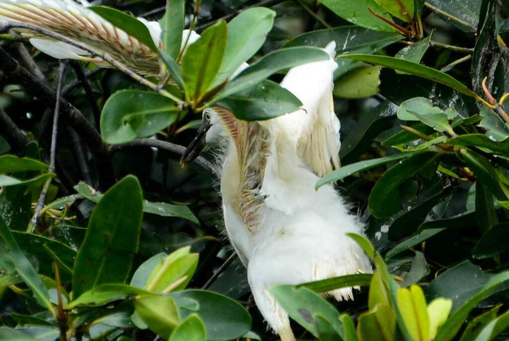 Aigrette garzettePoussin