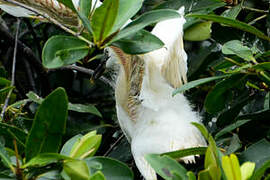 Aigrette garzette