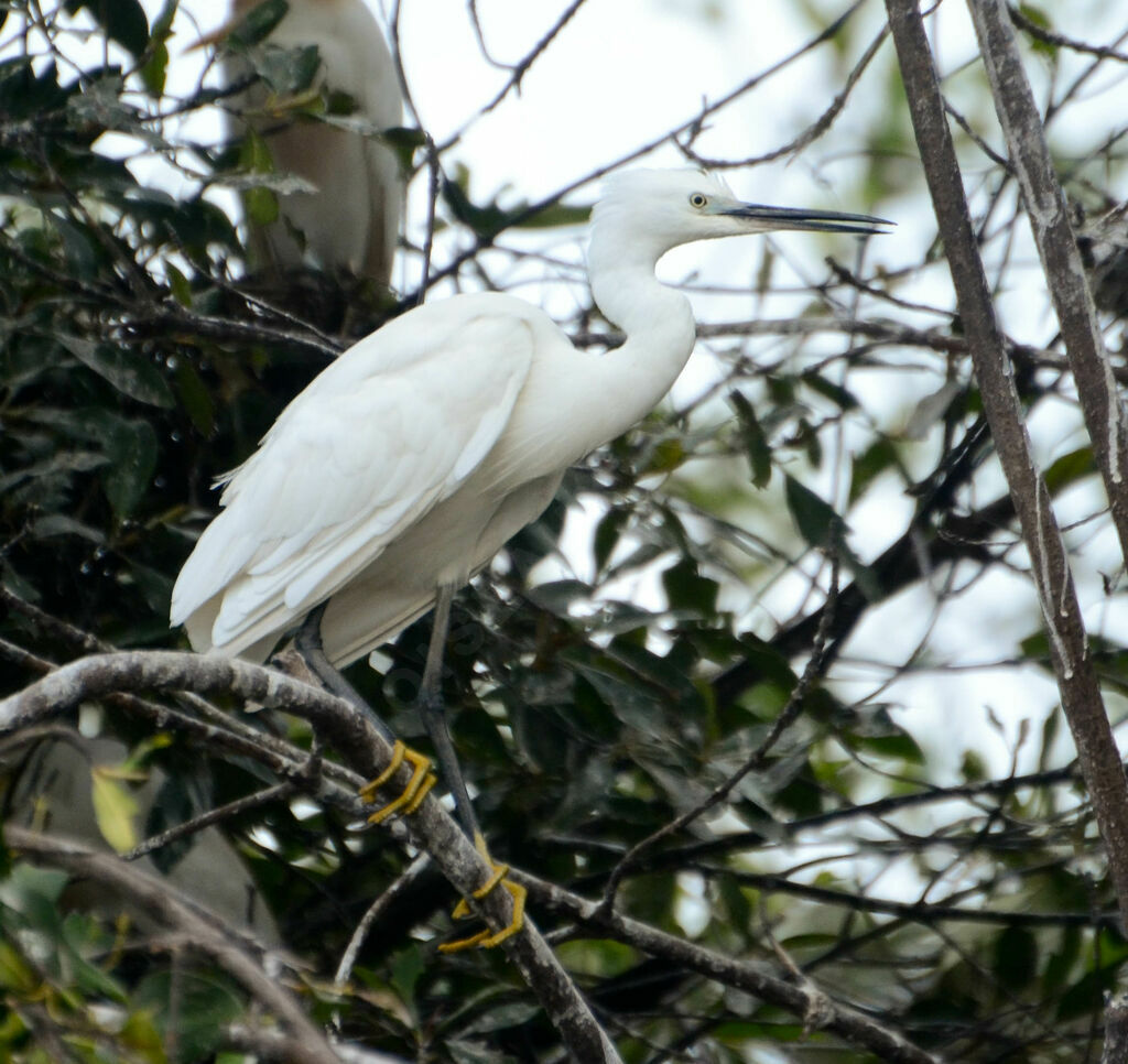 Aigrette garzetteadulte