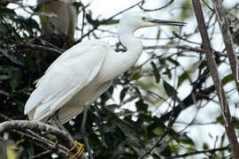 Little Egret